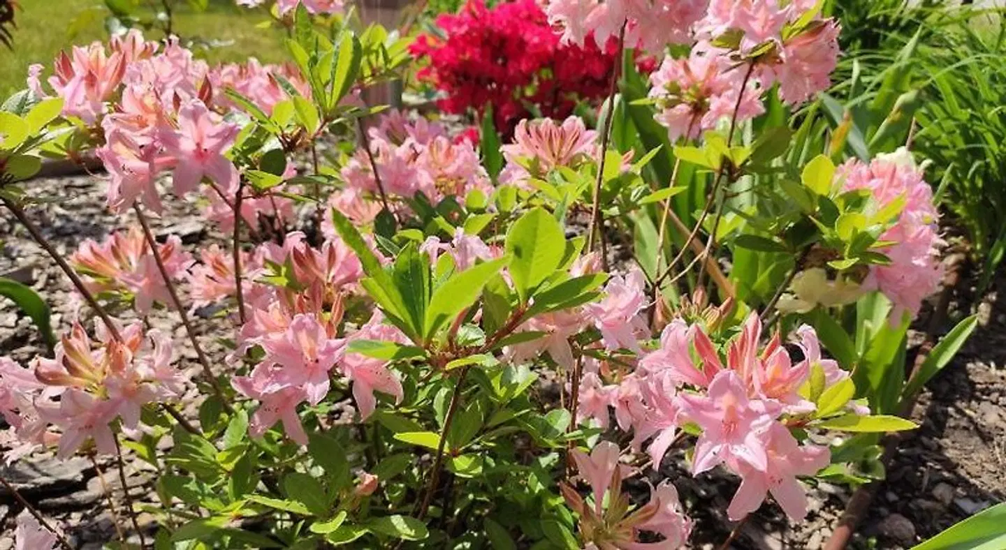 Oaza D'bek LANDSCAPE