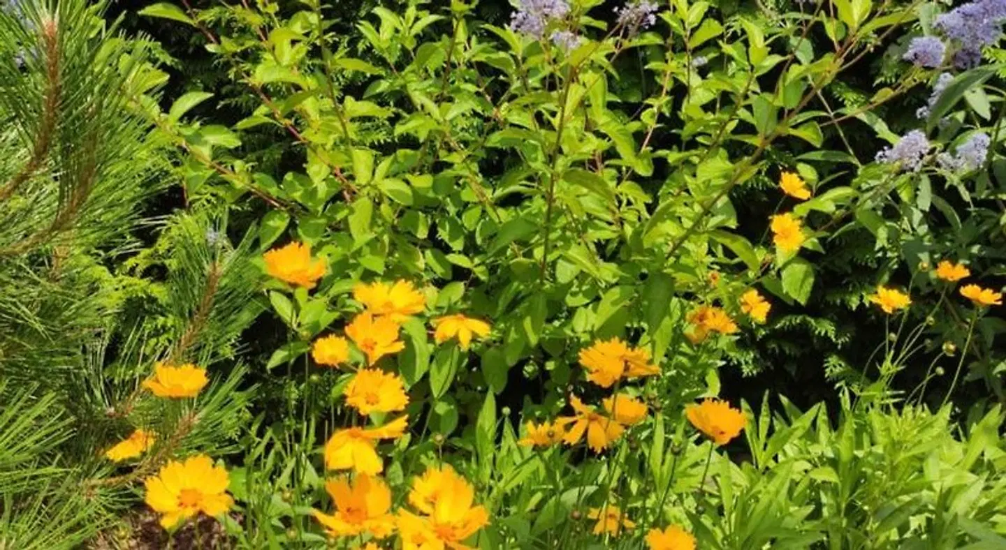 Oaza D'bek LANDSCAPE