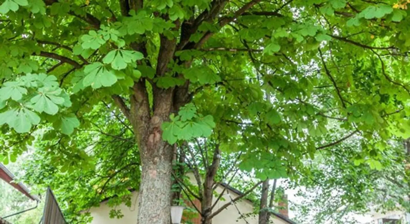 BLODEL Gasthof Gruner Baum LANDSCAPE