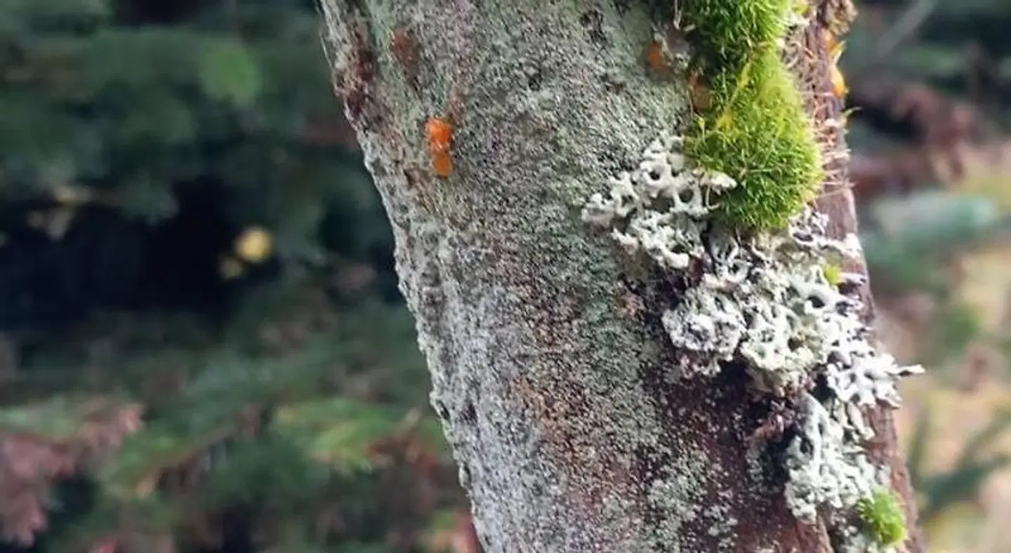 Landhaus Grafendhron