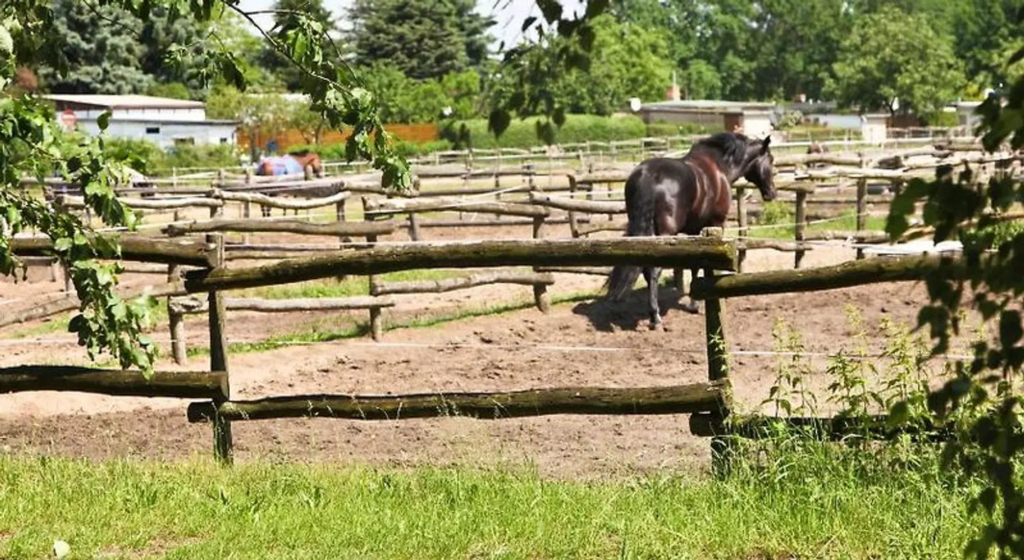 Country Inn Hotel Phöben Tiere