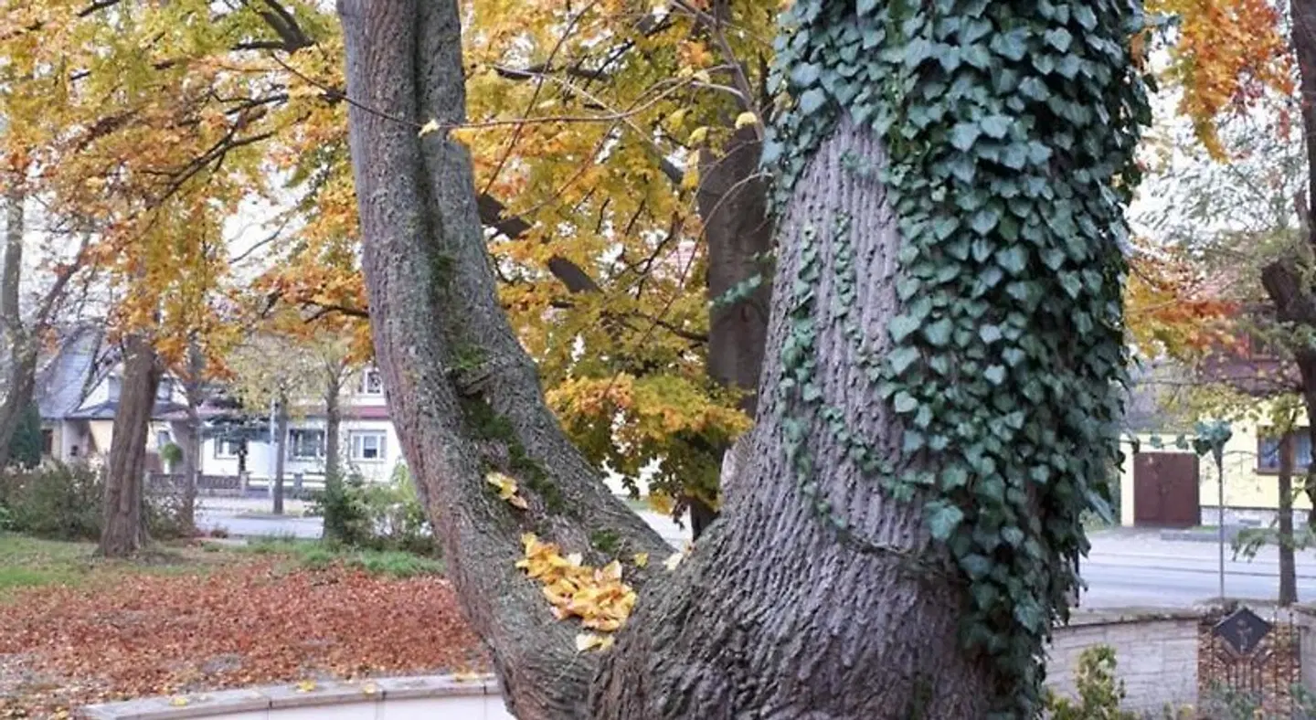 Hehrlich Terrasse