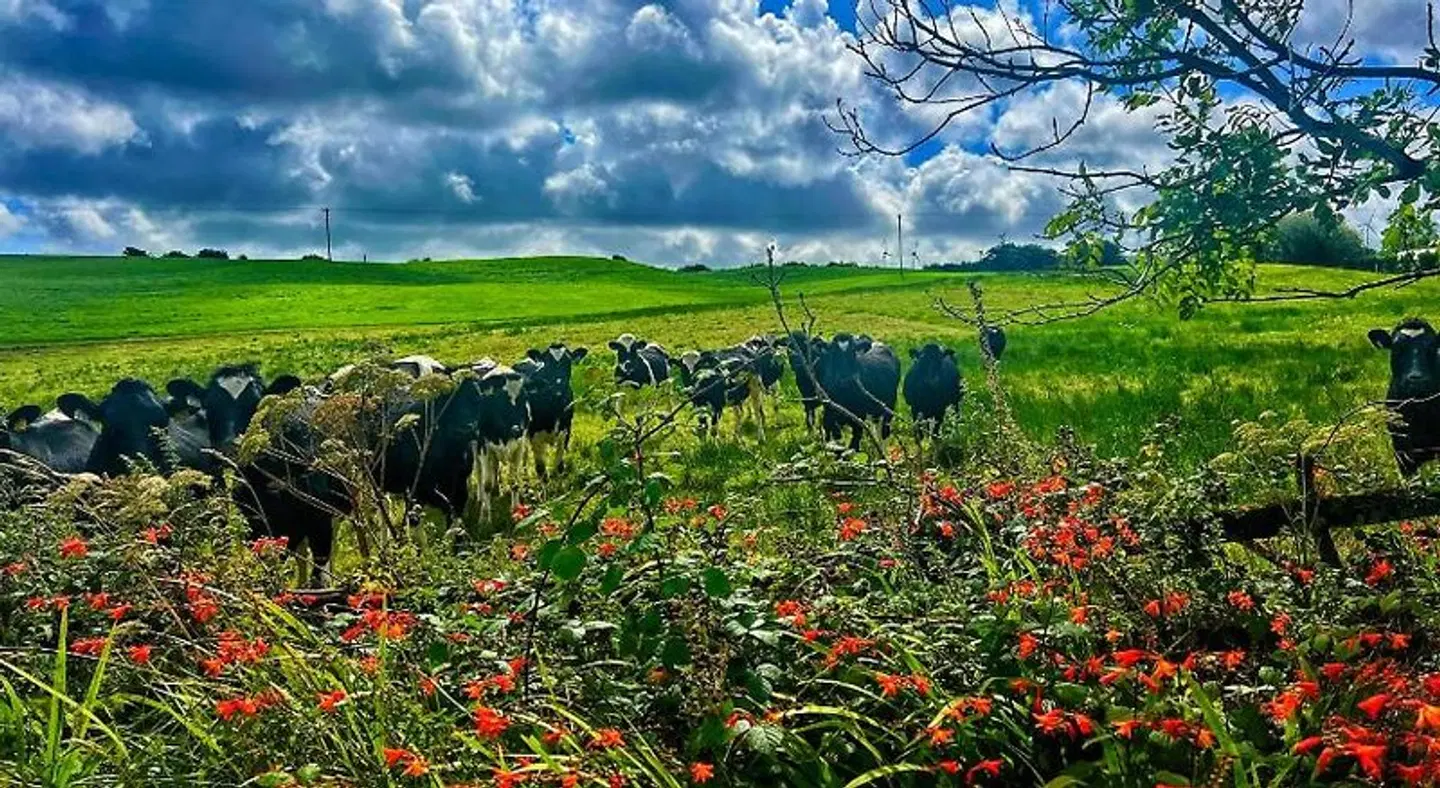 Niblick LANDSCAPE