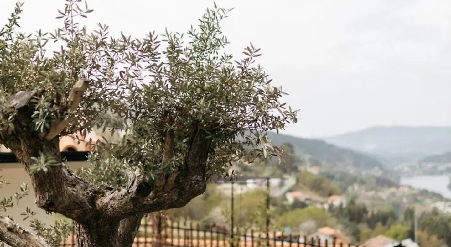 Quinta do Bento LANDSCAPE