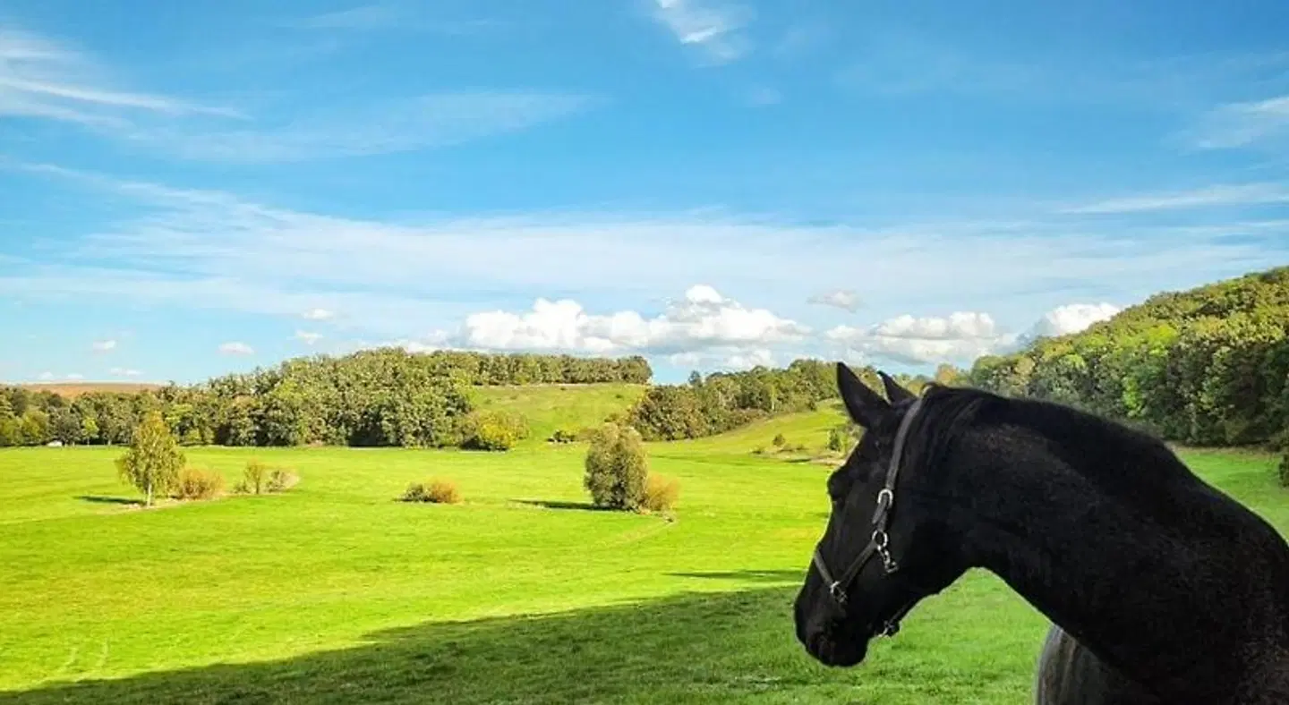 Pension Schwalbenhof Gestüt Bartos LANDSCAPE