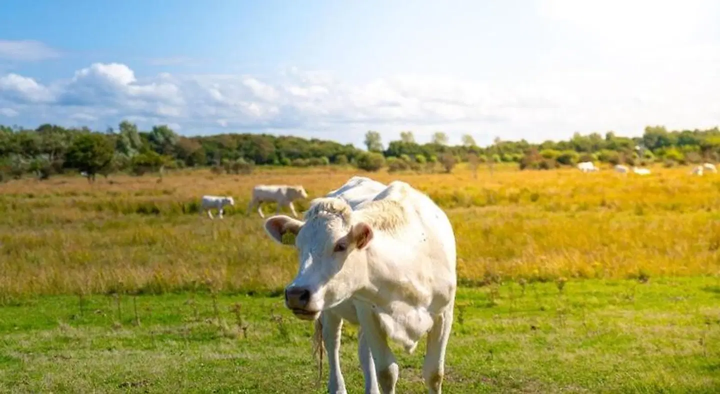 Camping Hotel Renesse Tiere
