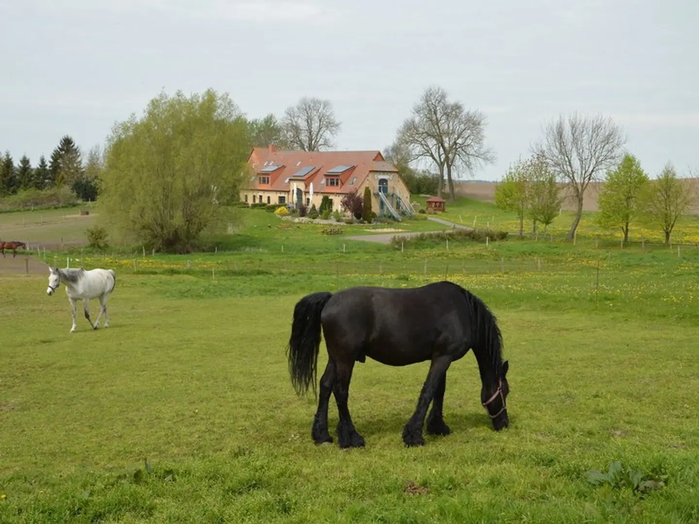 Heu-ferienhof Altkamp Tiere