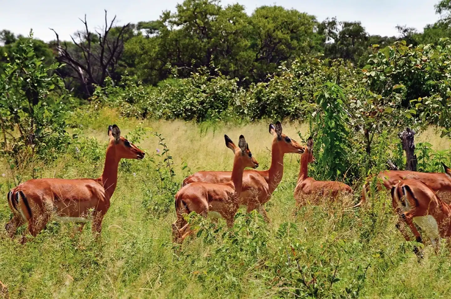 Namibie & Botswana à votre guise Tiere