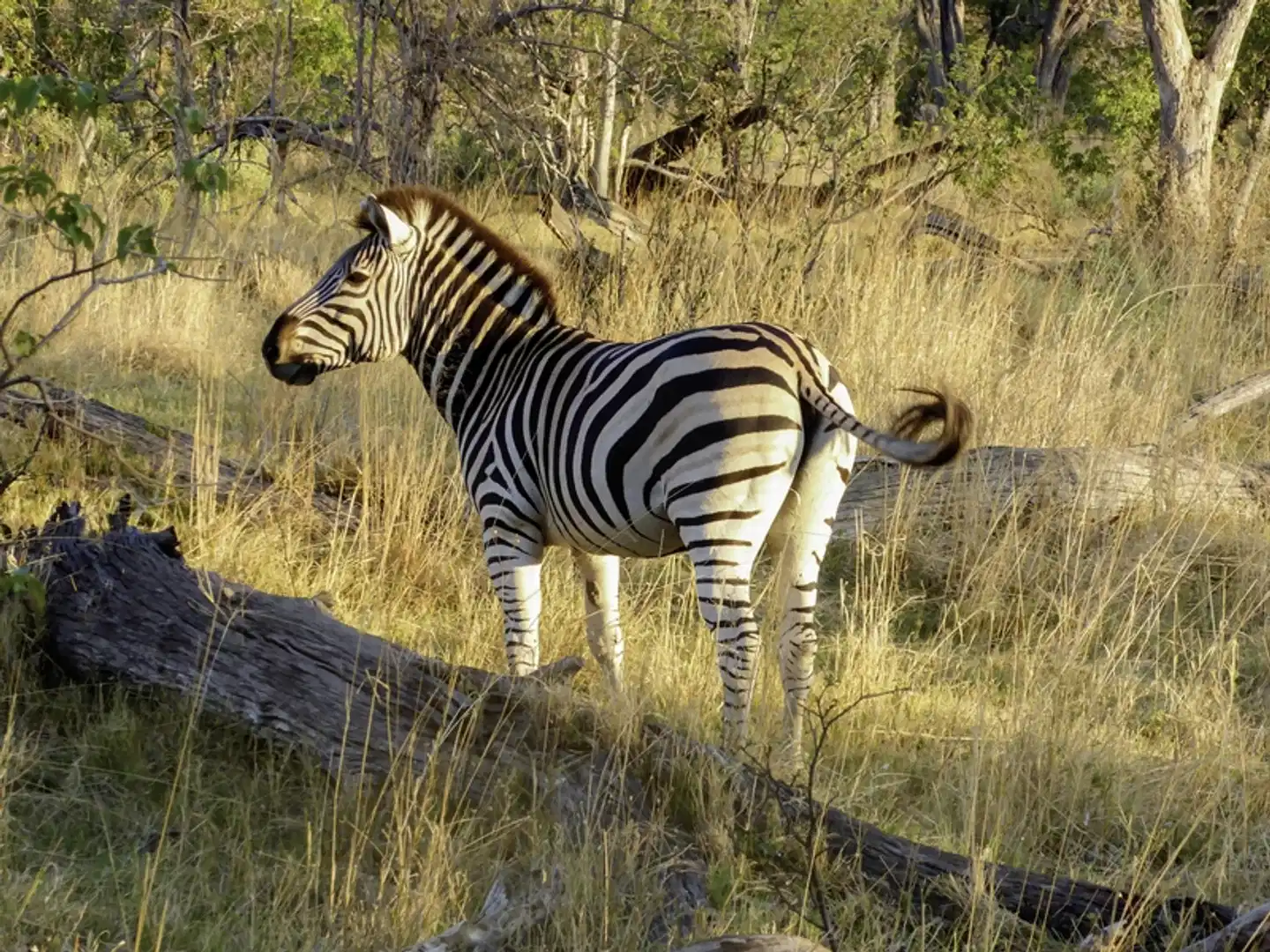 Safariromantik - Botswana und Victoria Falls Tiere