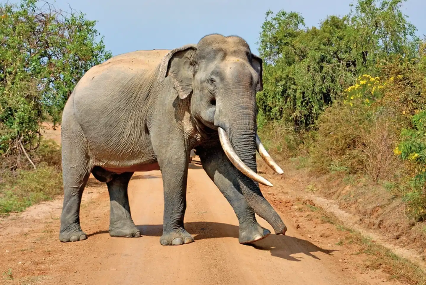 Sri Lanka Classic (Gruppenreise) Tiere