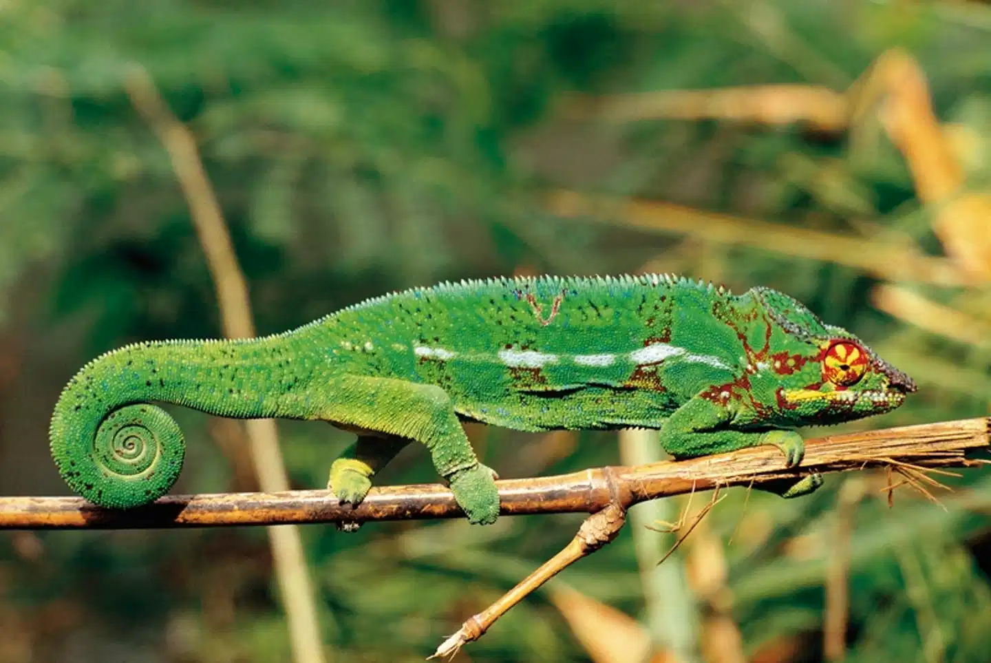 La Réunion - Insel der tausend Gesichter Tiere