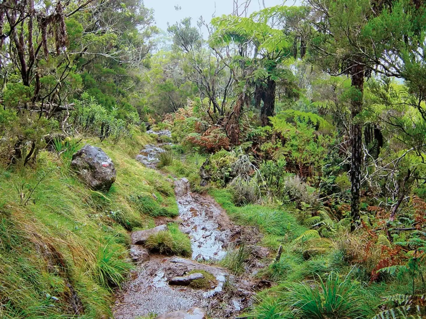 La Réunion - Insel der tausend Gesichter Garten