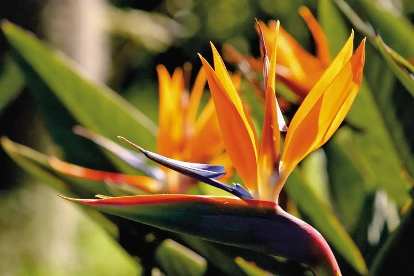 La Réunion zum Genießen Tiere