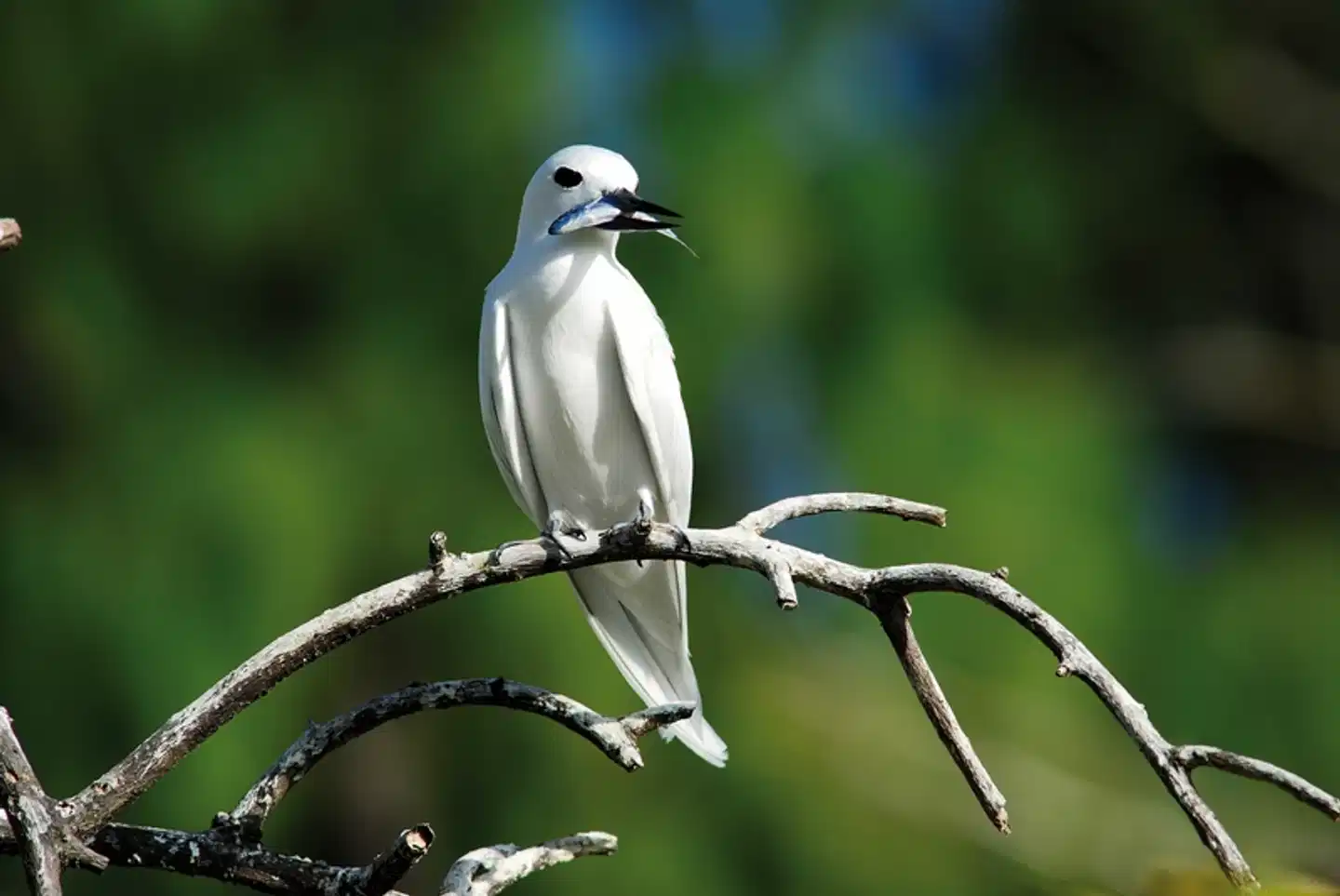 Island Hopping Seychellen (Hotels: gehobene Mittelklasse, Privat- Flug- und Bootstransfers, 8 Nächte) Tiere