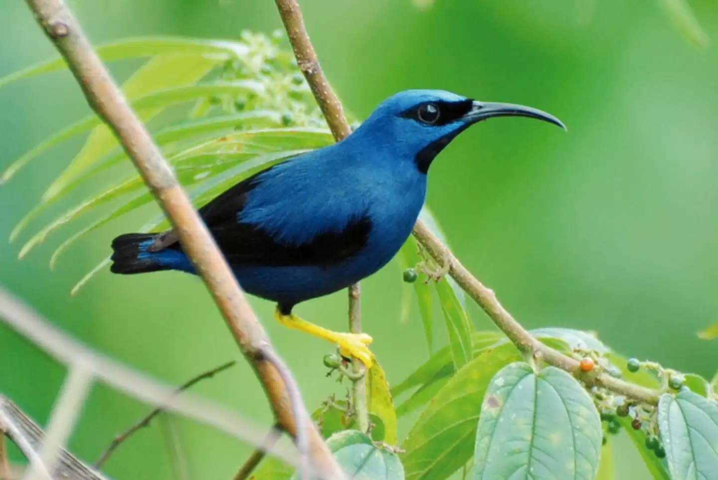 ASA Wright Nature Center Tiere