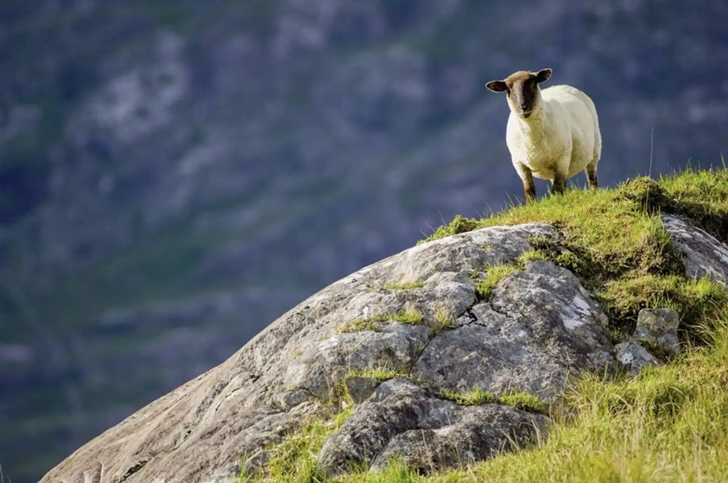 Bahnerlebnisreise Irlands Südwesten Tiere