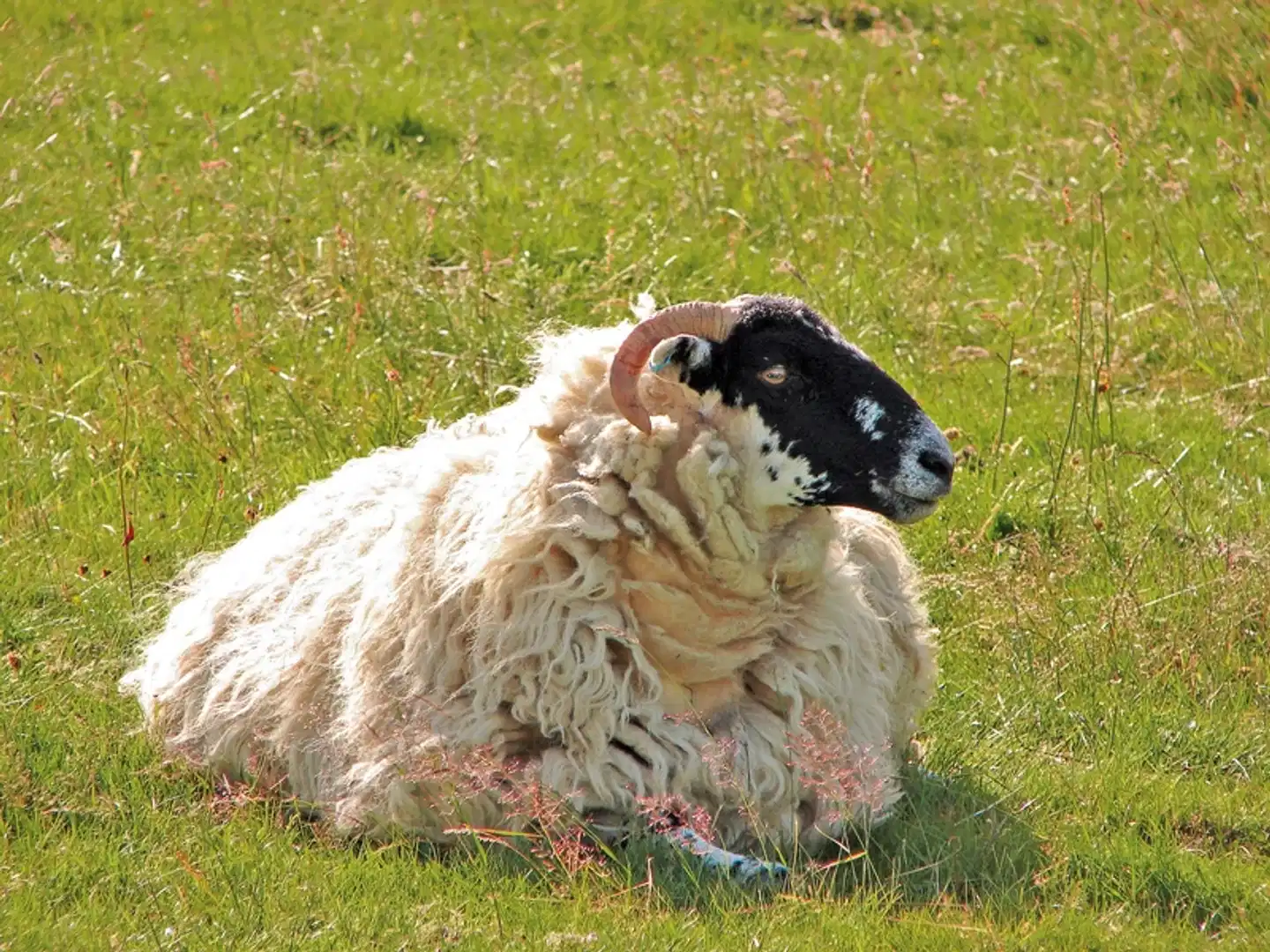 Familienerlebnistour Schottland Tiere