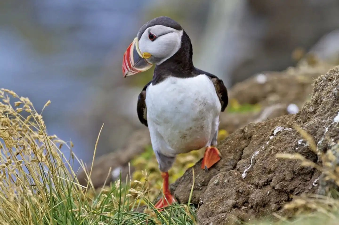 Die große Islandrundreise Tiere