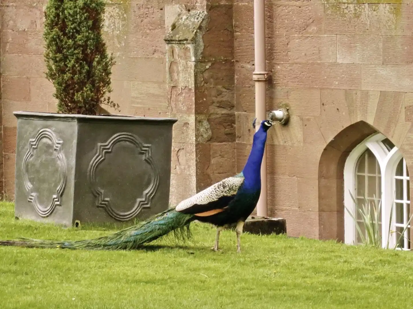 Herrschaftliches Schottland Tiere
