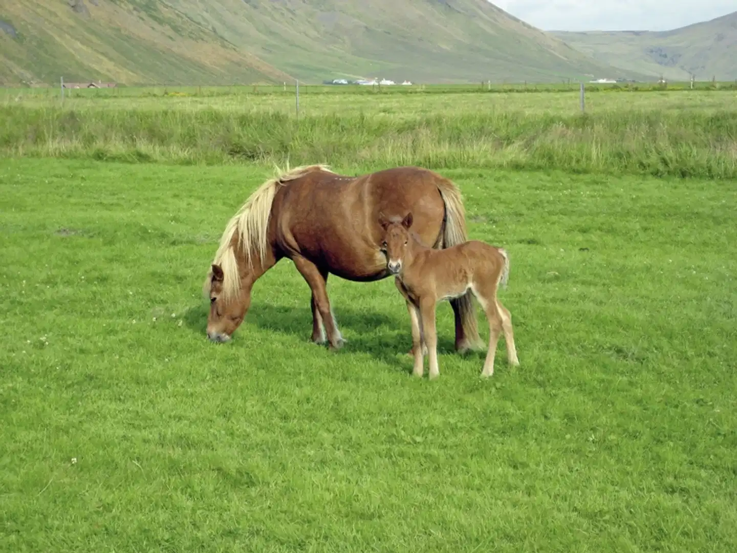 Islands Highlights Tiere