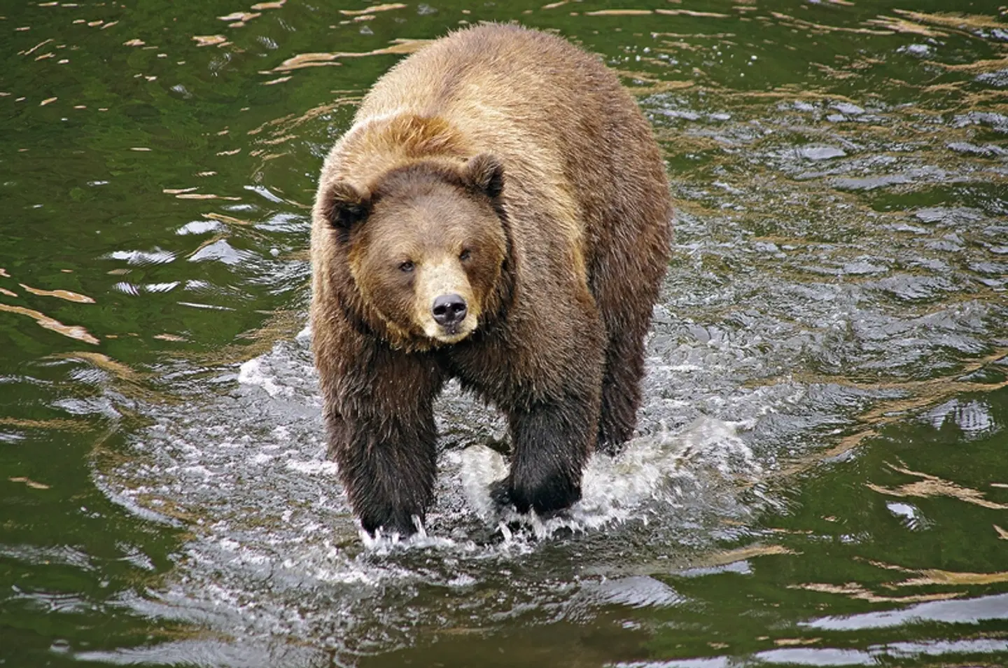 Auf den Spuren der Bären auf Kodiak Island Tiere