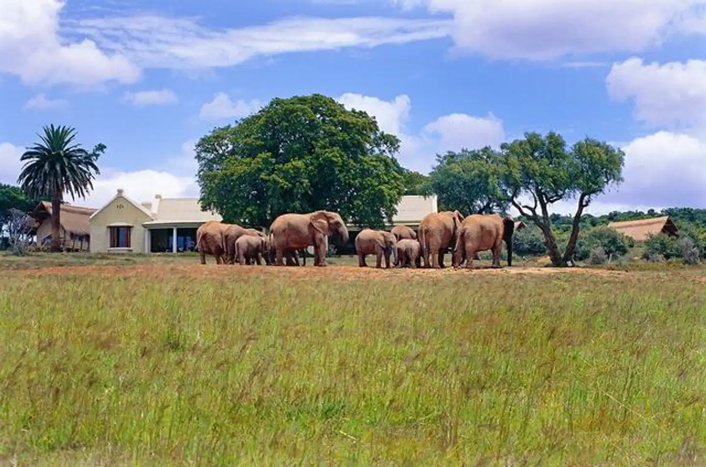 Gorah Elephant Camp Tiere