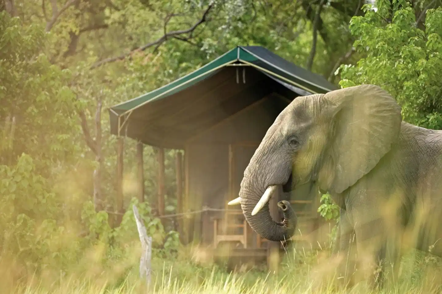 Sanctuary Stanley's Camp Tiere