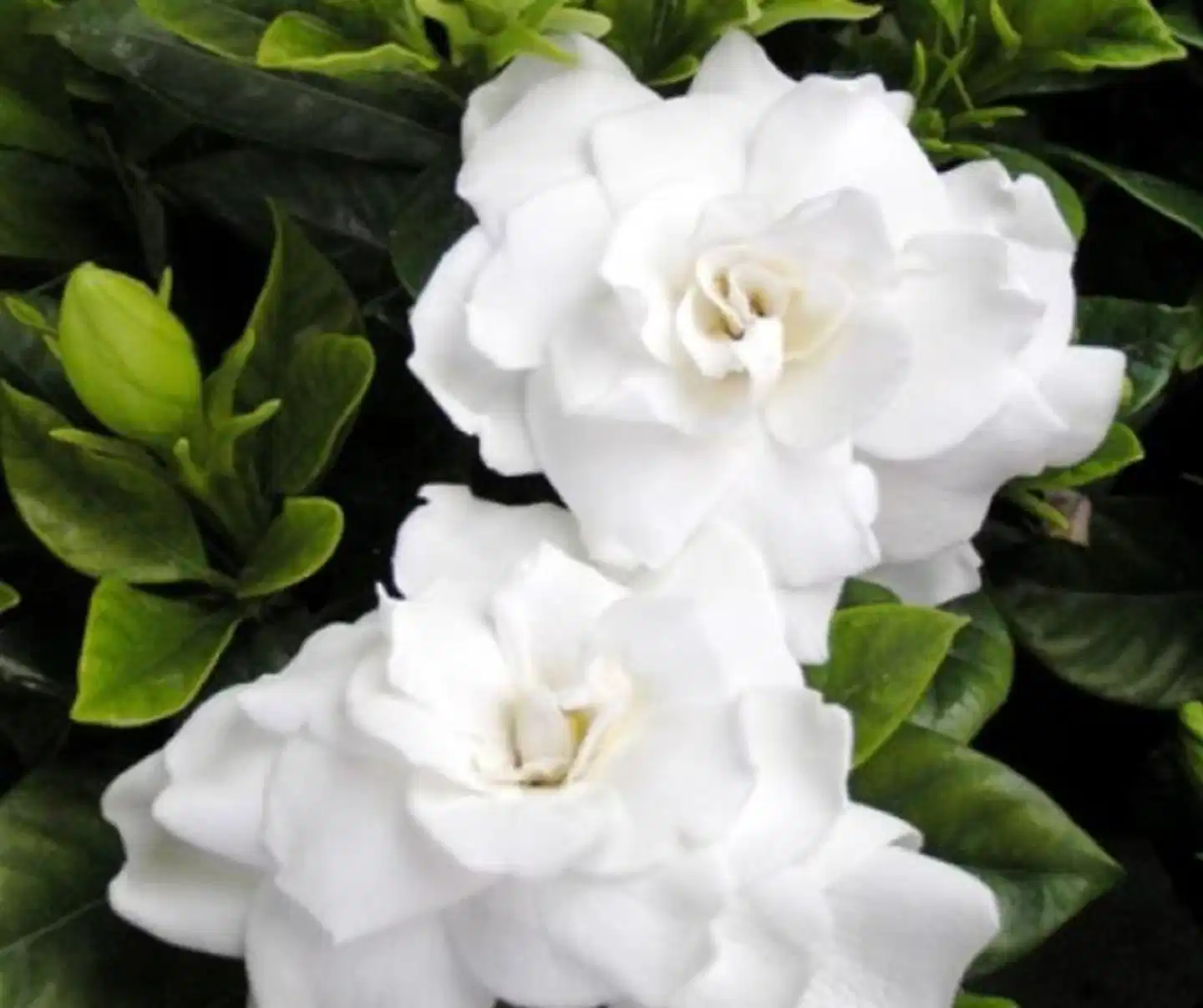 Gasthaus Weingut Stahl Landschaft