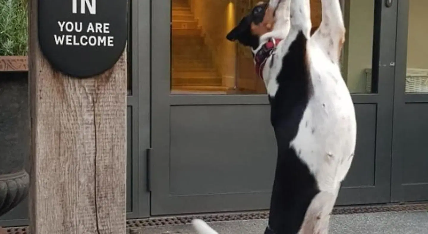 barefoot Hotel Timmendorfer Strand Tiere