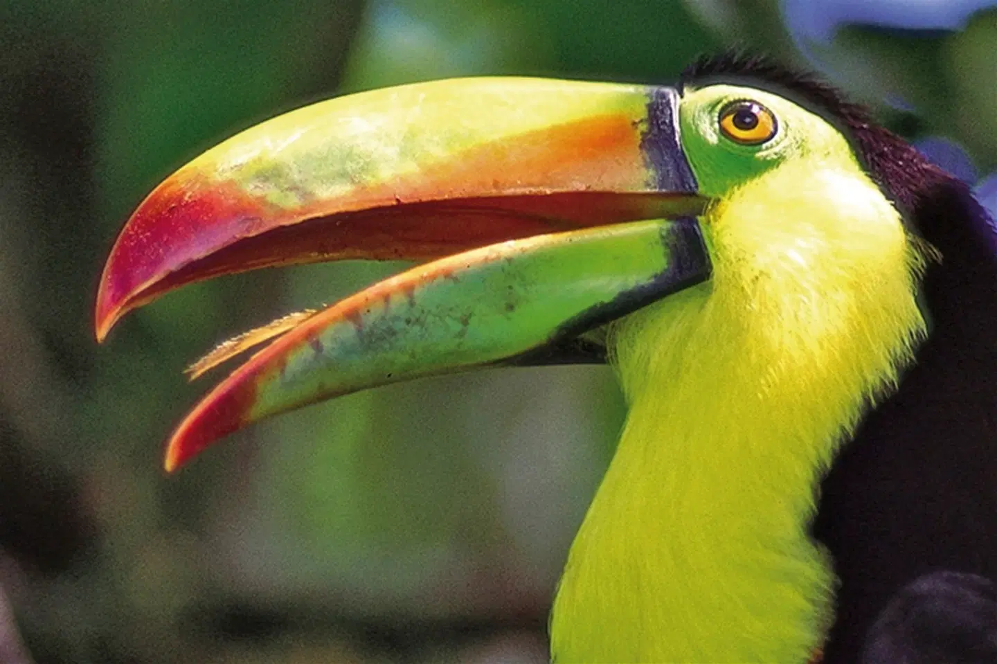 Karibik- und Dschungeltour Tiere