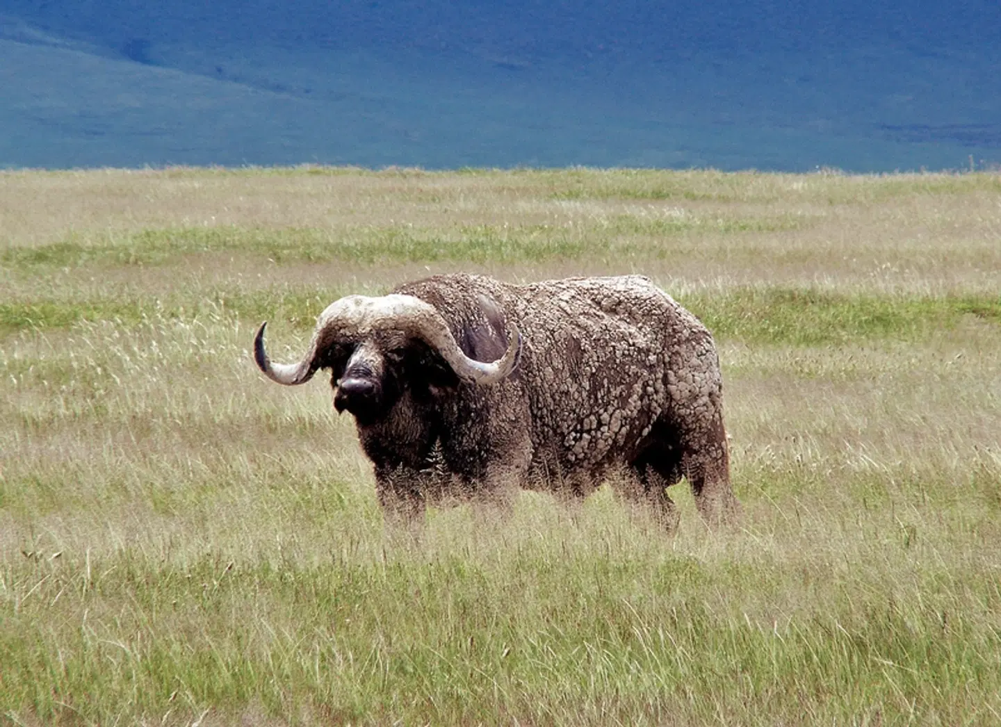Tsavo Abenteuer Tiere