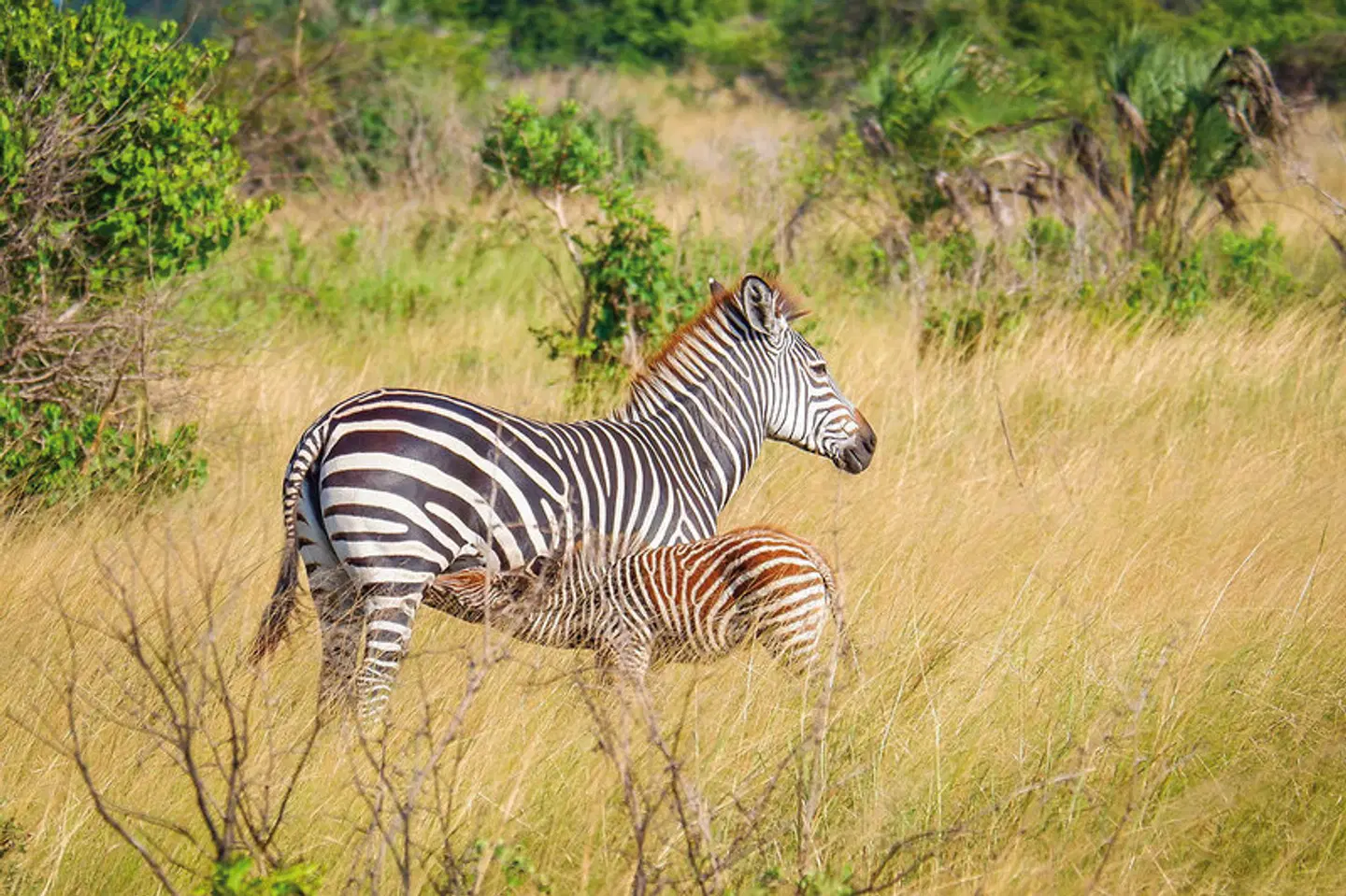 Saadani Safari (2 Nächte) Tiere