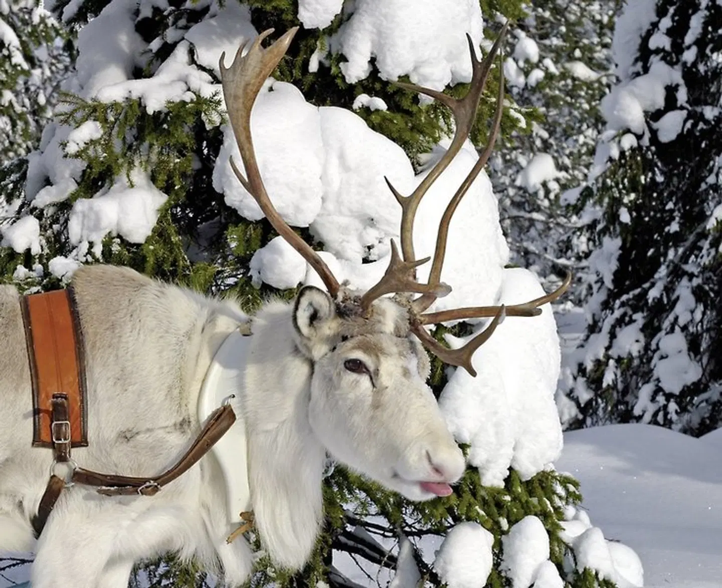 Winterspaß in Finnisch Lappland Tiere
