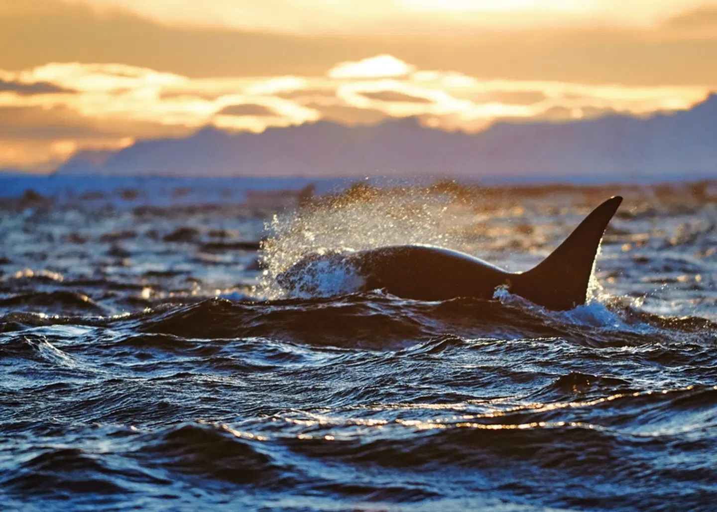 Arctic Panorama Lodge LANDSCAPE