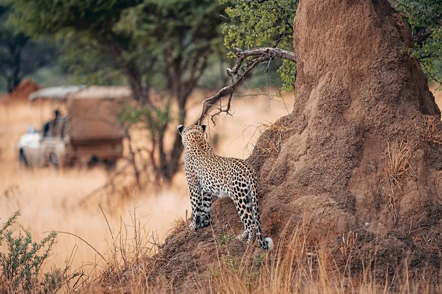 Namibia zum Verweilen Tiere