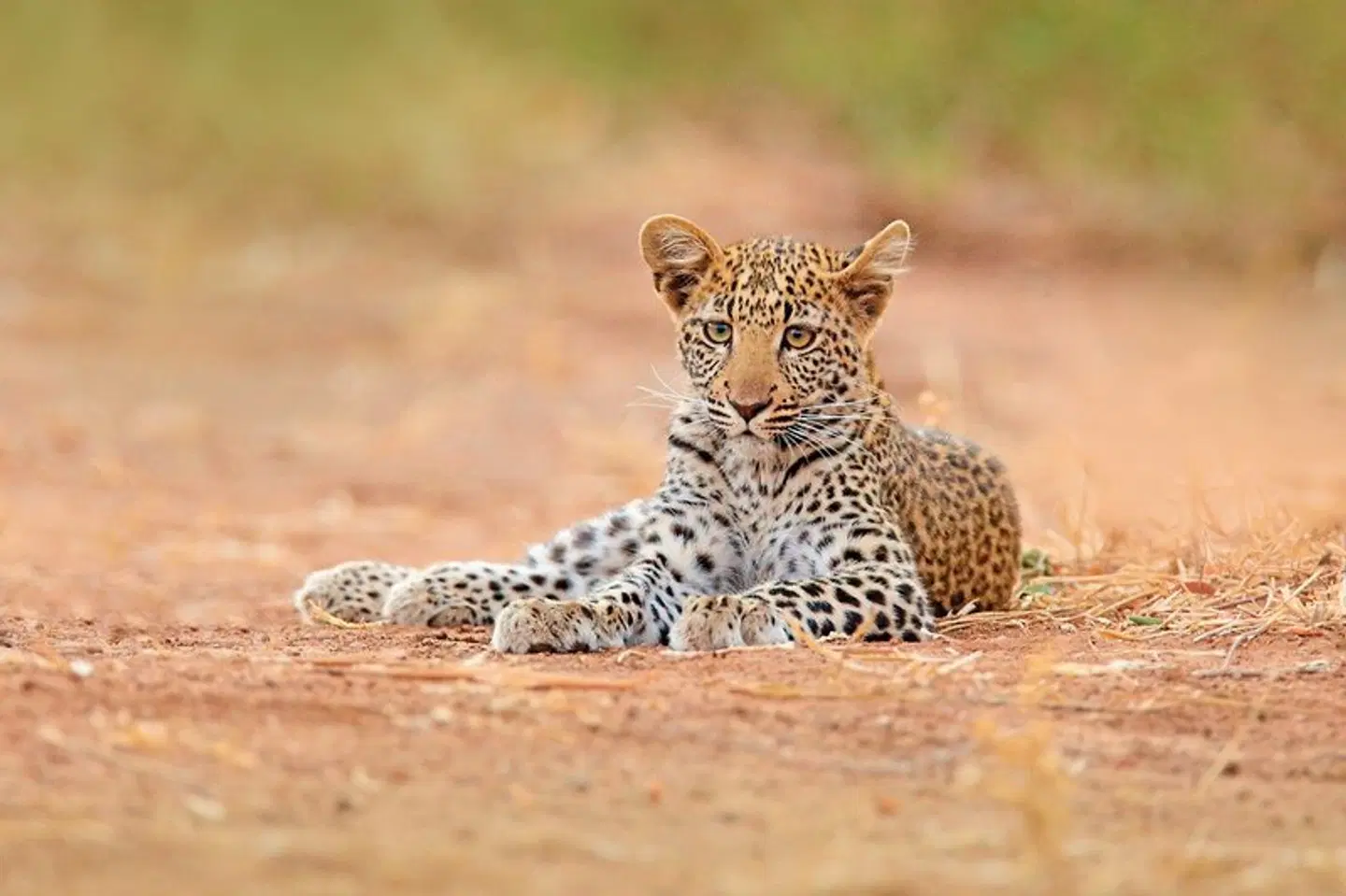 Abenteuer Hwange Nationalpark Tiere