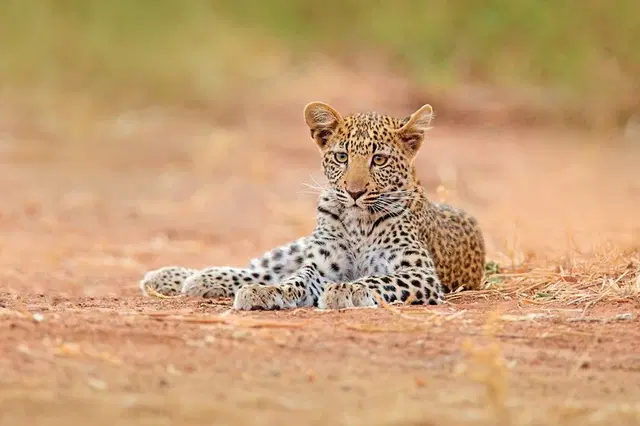 Abenteuer Hwange Nationalpark Tiere