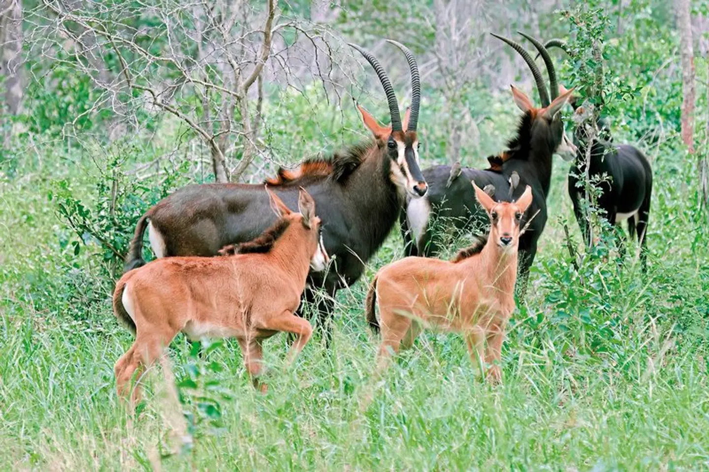 Abenteuer Hwange Nationalpark Tiere