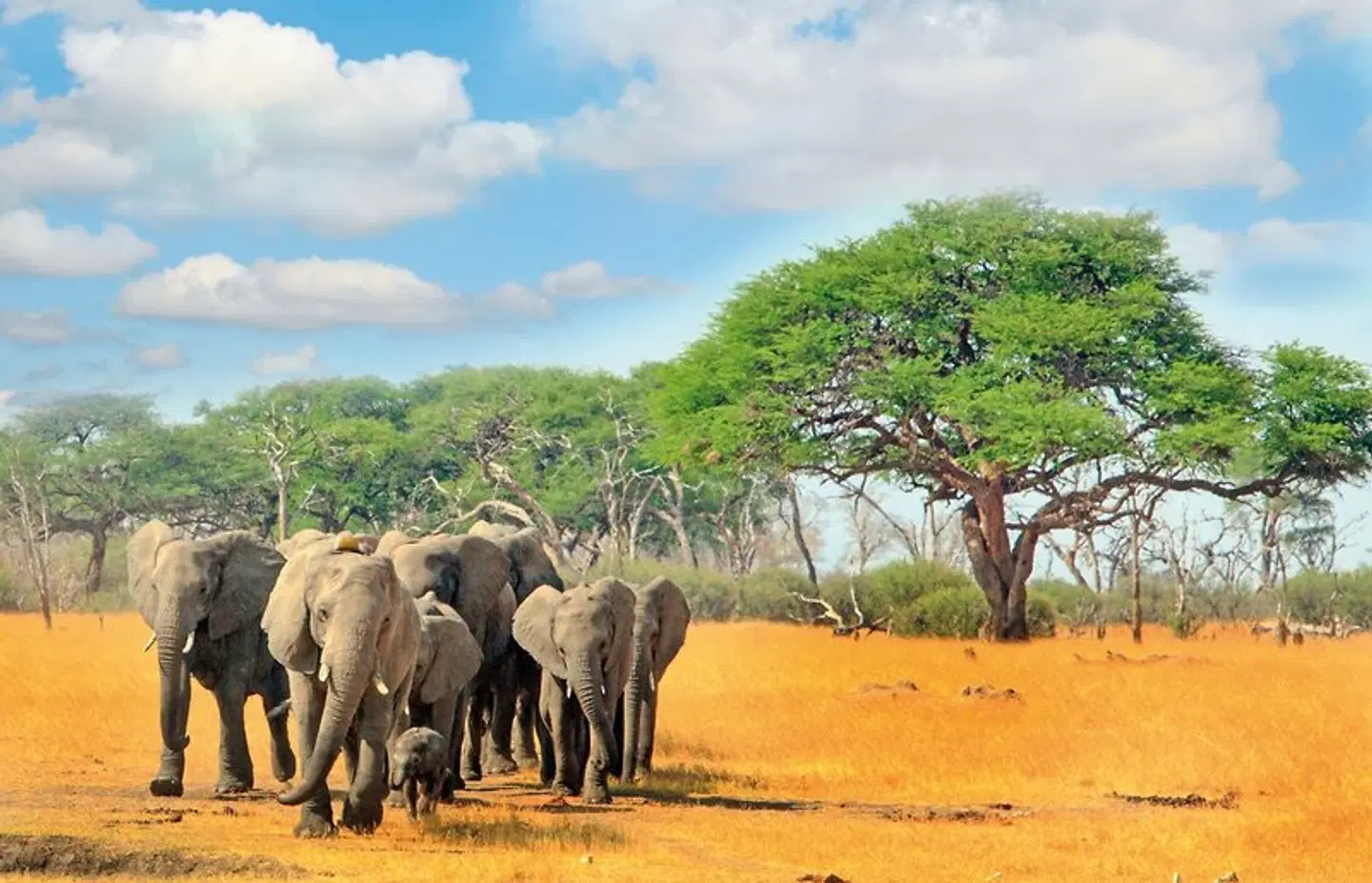 Abenteuer Hwange Nationalpark Tiere