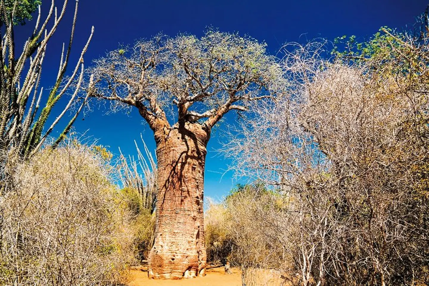 Madagaskar Intensiv Tiere
