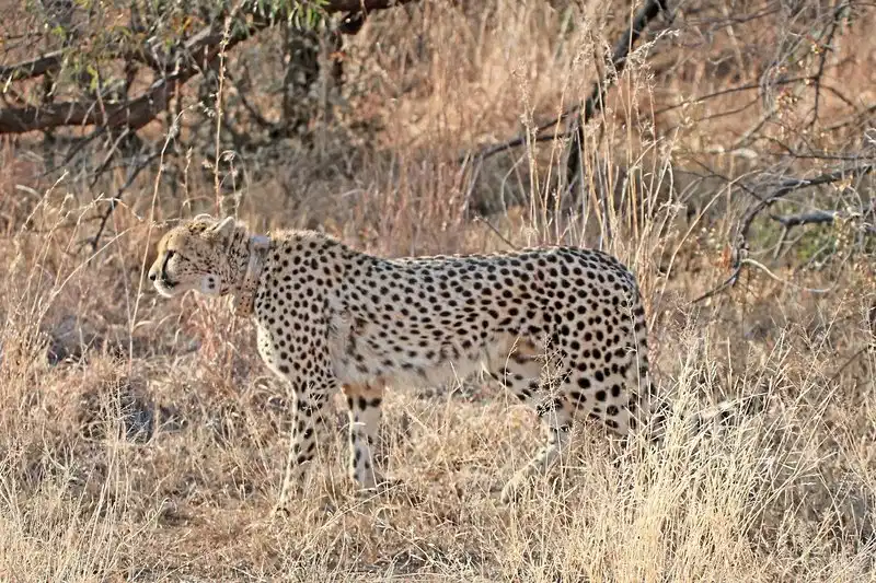 Mziki Safari Lodge – Hotelfoto