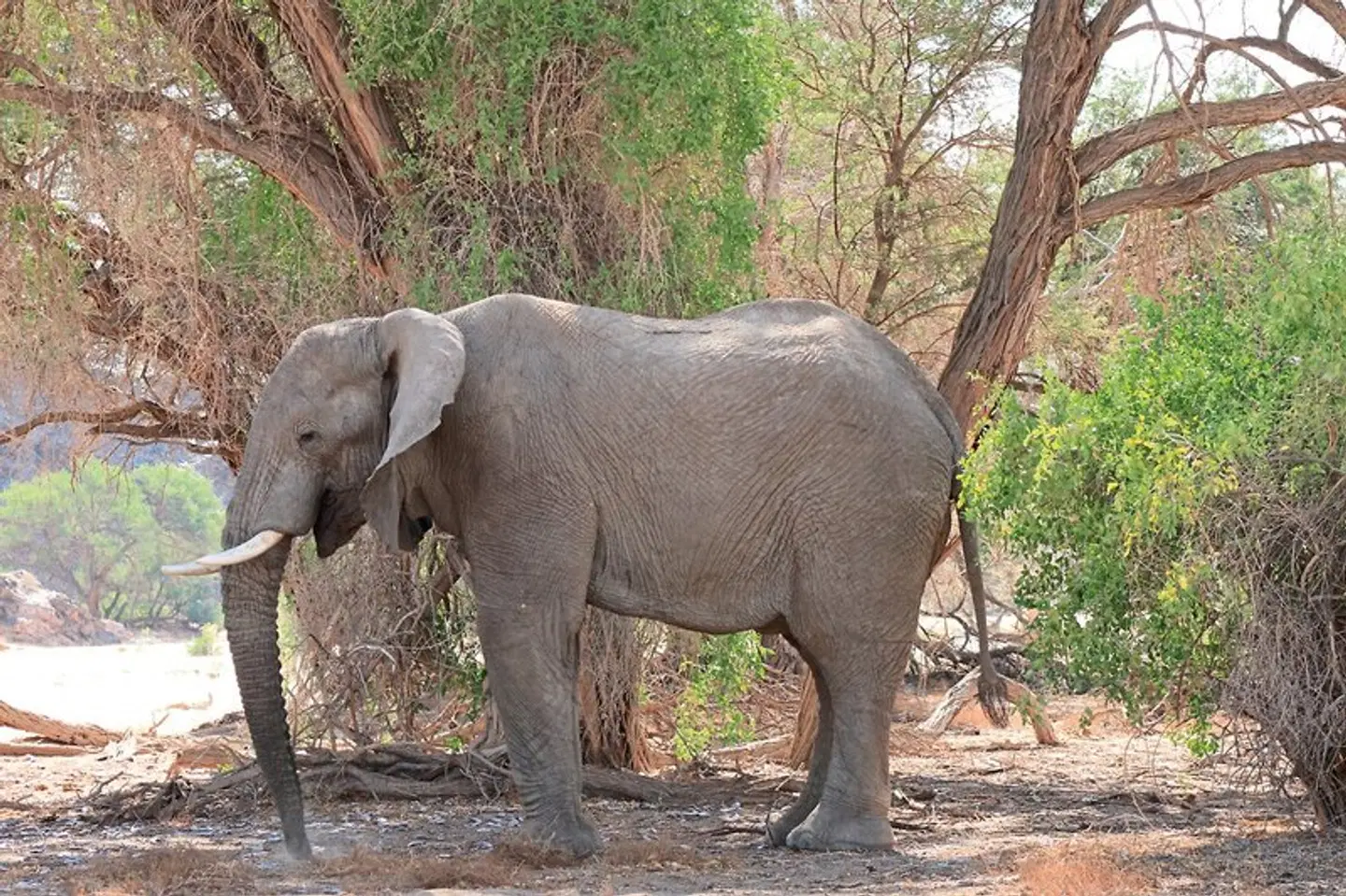 Namibia zum Verweilen Tiere