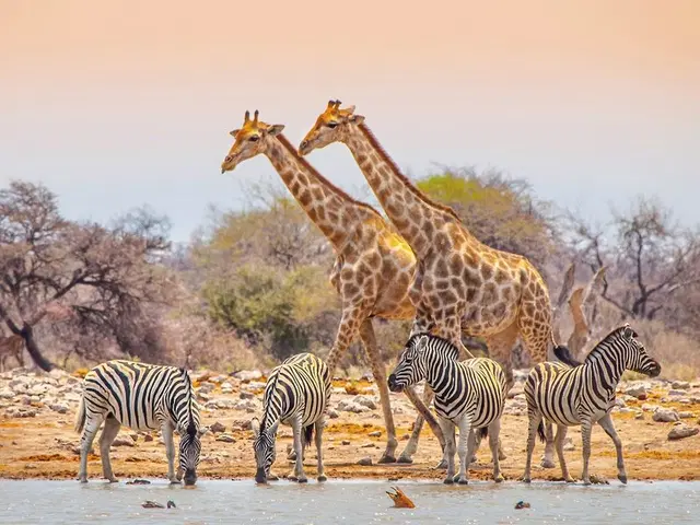 Namibia für Einsteiger Tiere