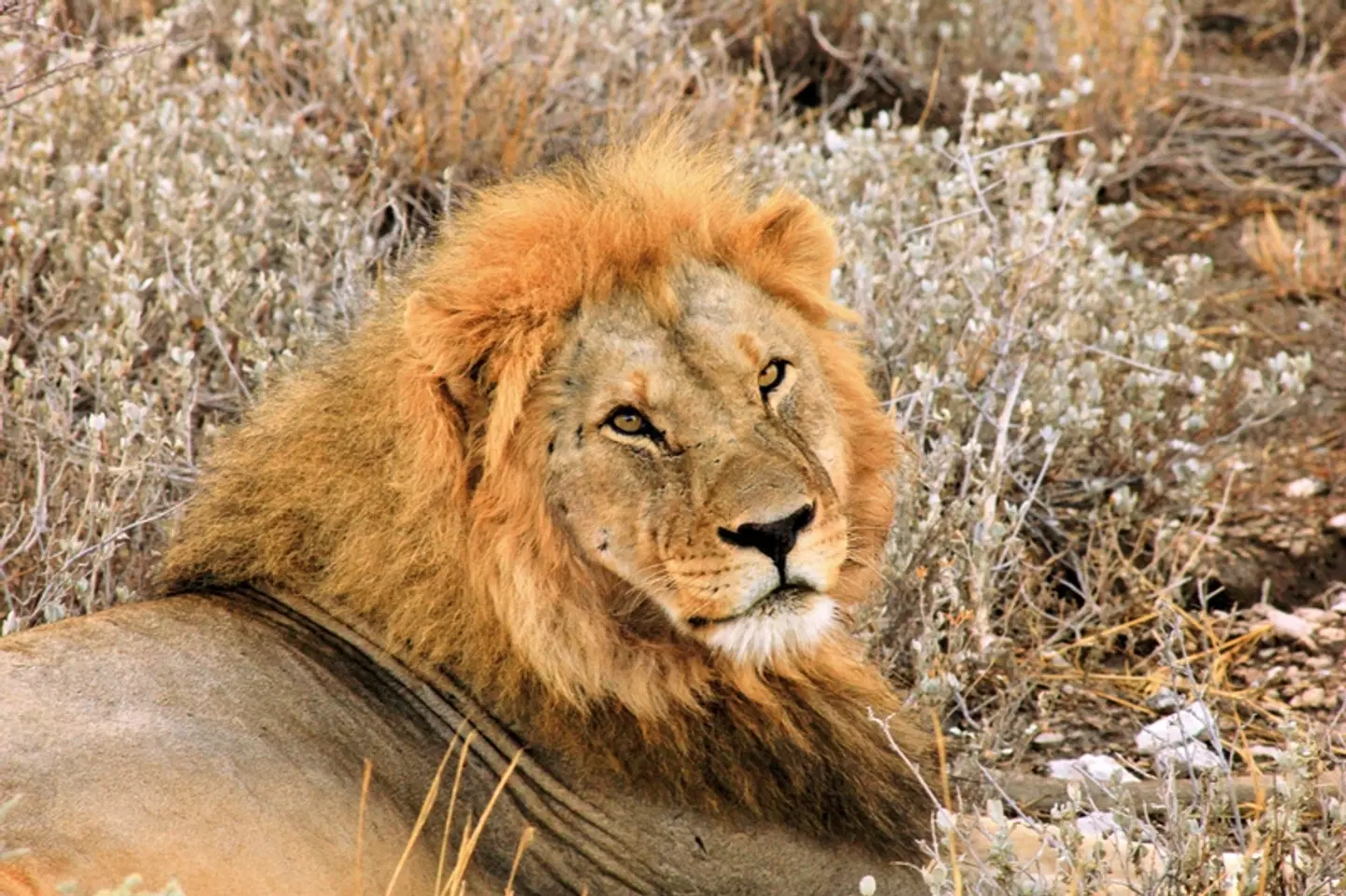 Drifters - South Africa Explorer Tiere