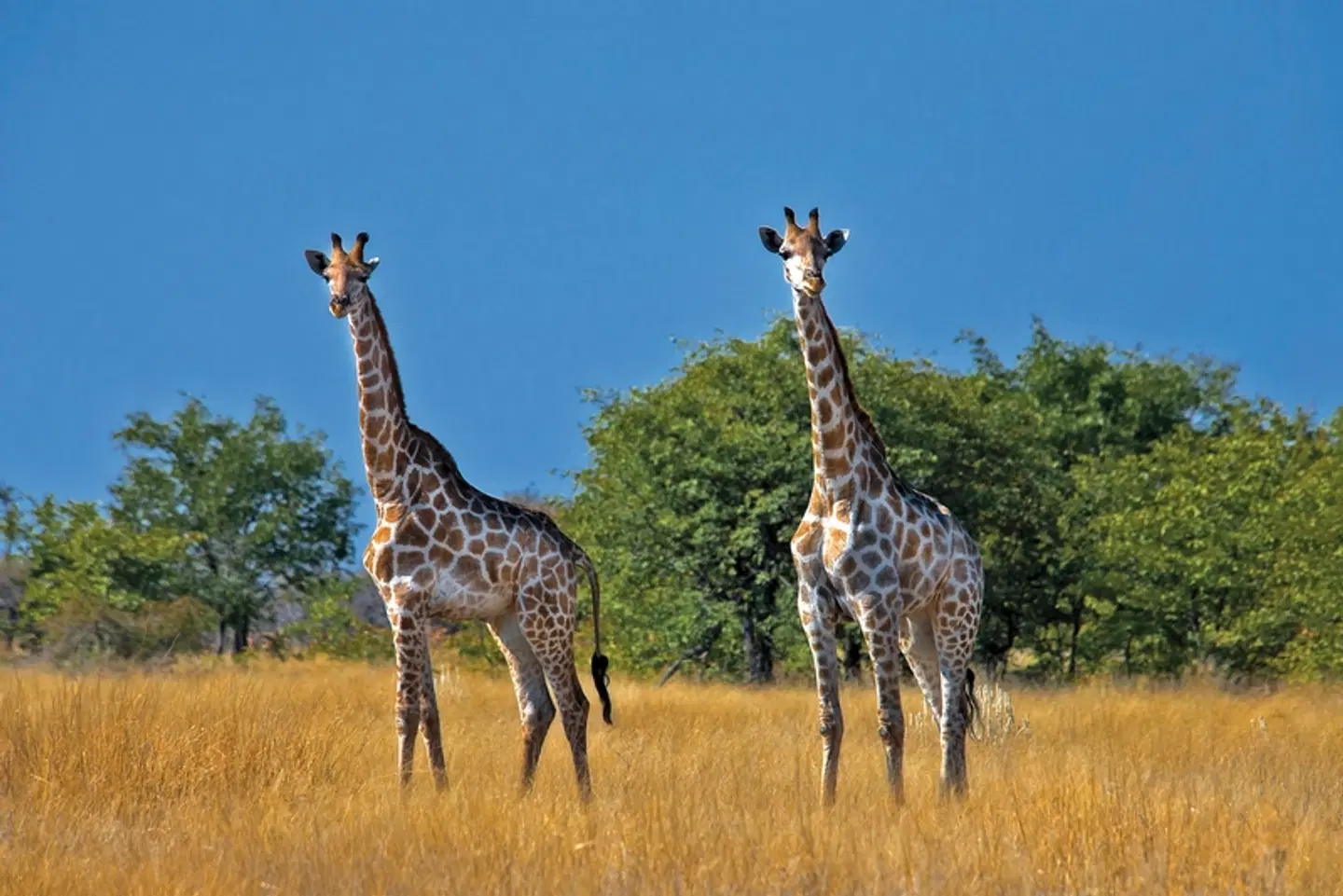 Namibia & Botswana auf eigene Faust Tiere