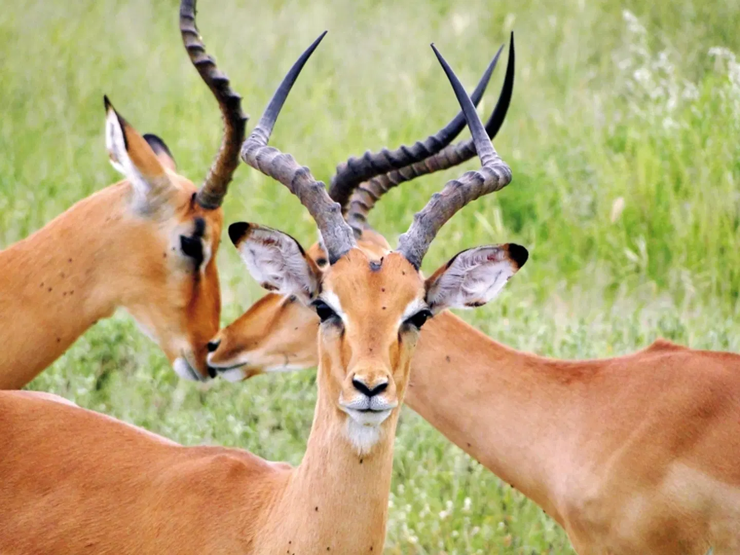 Chobe & Okavango Fly In Safari Tiere
