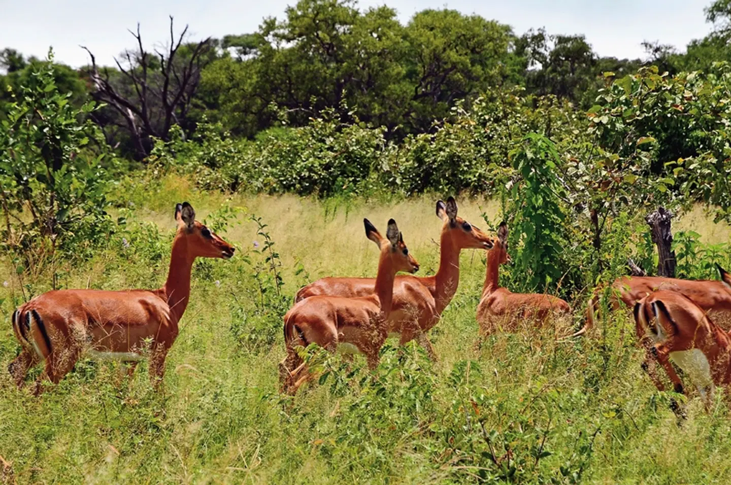 Namibia & Botswana auf eigene Faust Tiere