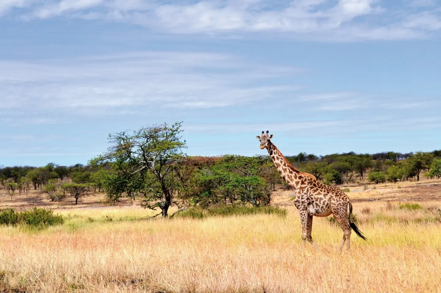 Masai Mara Fly-In Safari Superior ab/bis Nairobi LANDSCAPE