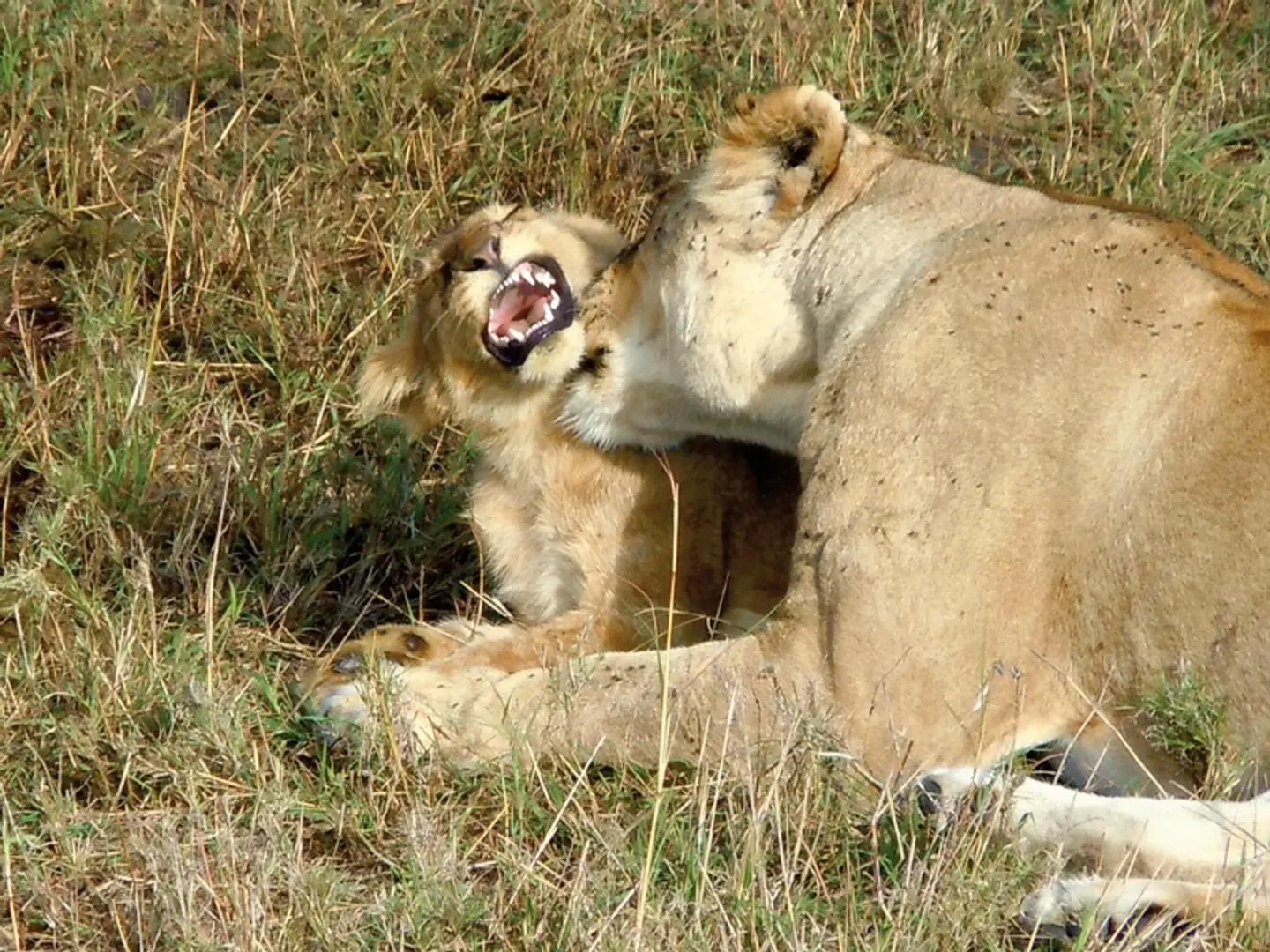 Abenteuer Busch Tiere