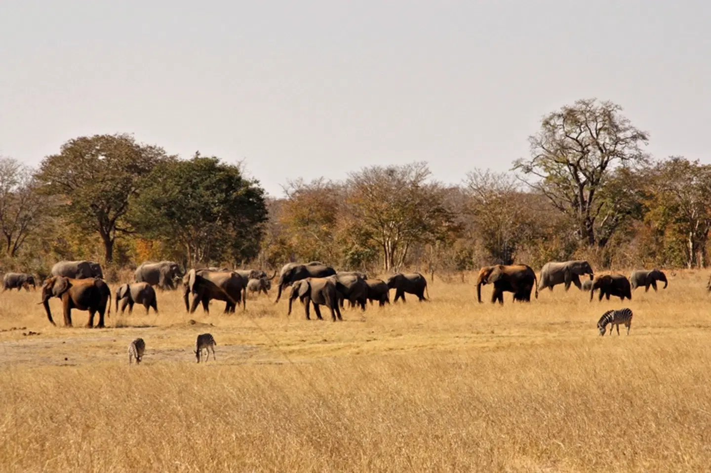 Abenteuer Hwange Nationalpark Tiere
